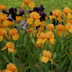 Location: Western Kentucky
Date: April 2012
A sea of orange..................