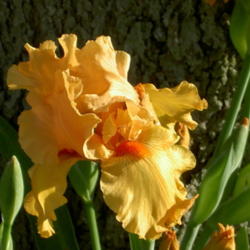 Location: Western Kentucky
Date: April 2012
This Iris is a prolific bloomer and increaser.