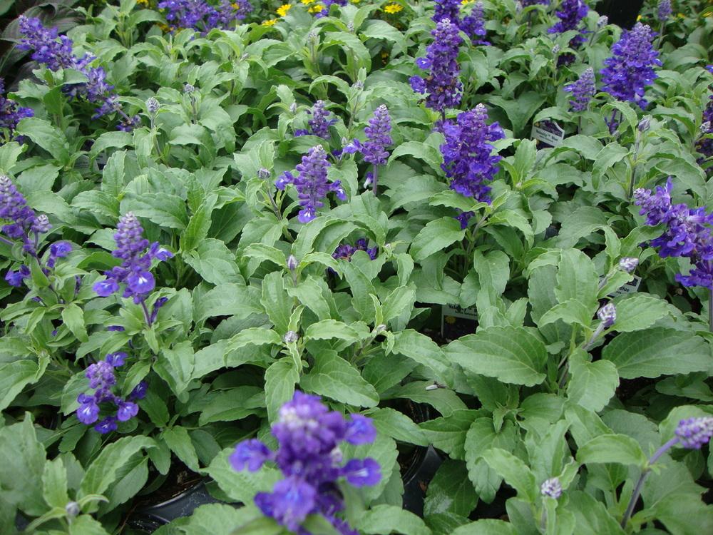 Photo of Salvia Velocity™ Blue uploaded by Paul2032