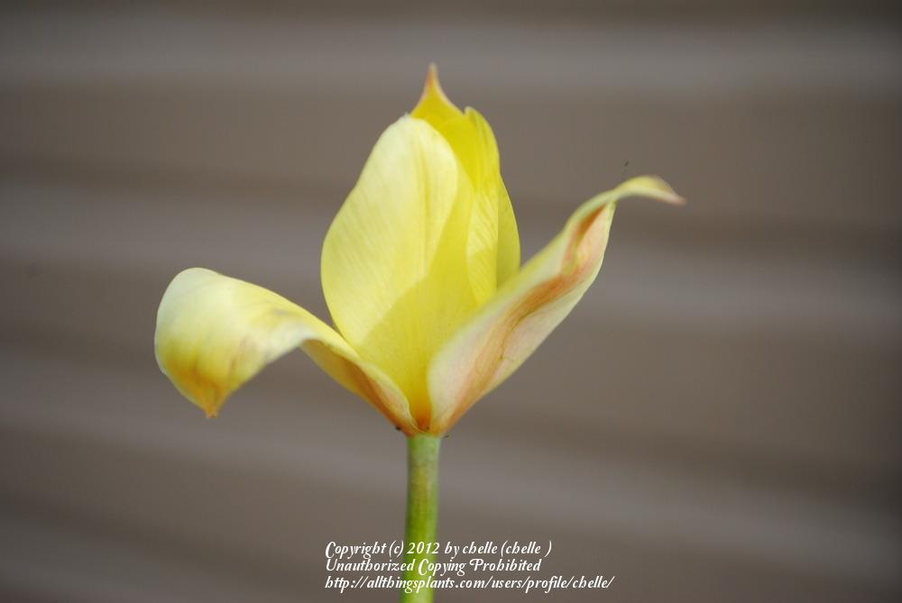 Photo of Species Tulip (Tulipa sylvestris) uploaded by chelle