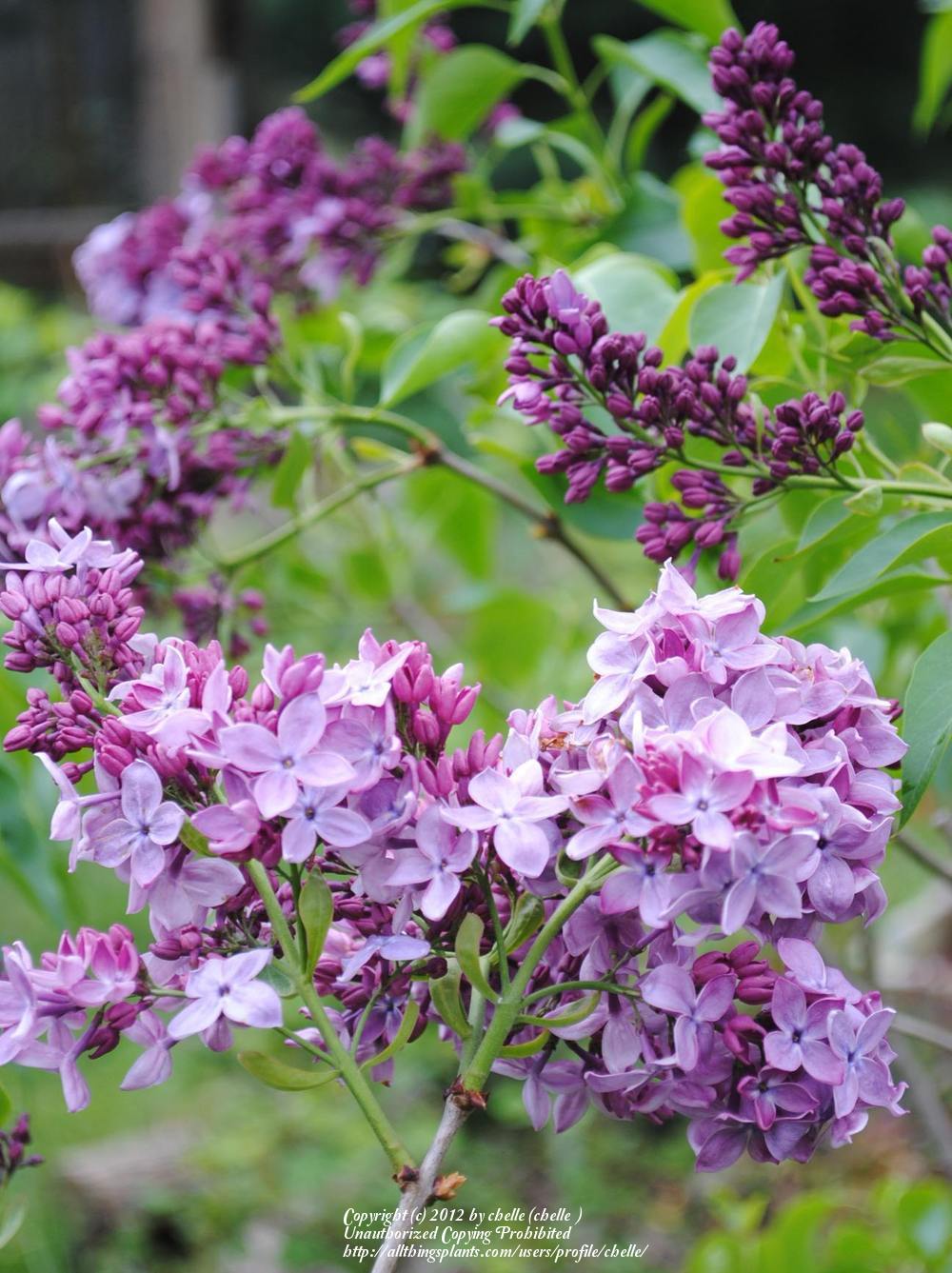 Photo of Lilacs (Syringa) uploaded by chelle