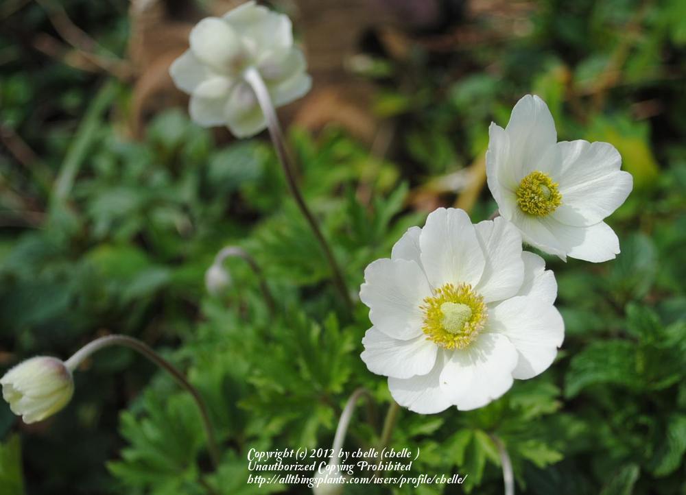 Photo of Snowdrop Anemone (Anemone sylvestris) uploaded by chelle