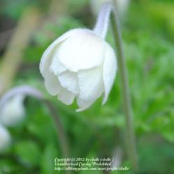 Location: My Northeastern Indiana Gardens - Zone 5b
Date: 2012-04-19
Flower bud beginning to open