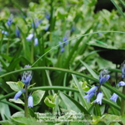 Location: My Northeastern Indiana Gardens - Zone 5b
Date: 2012-04-20
Just beginning to bloom