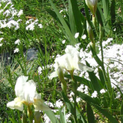 Location: z5a, Smith College Botanical Garden
Date: 2012-04-19