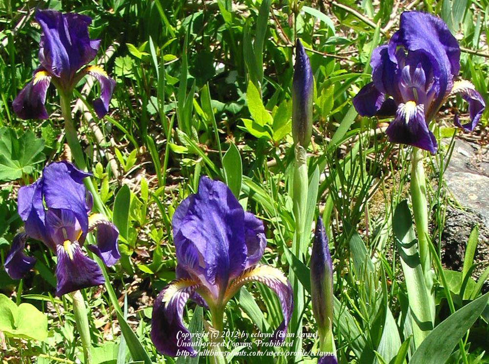 Photo of Species Iris (Iris lutescens) uploaded by eclayne