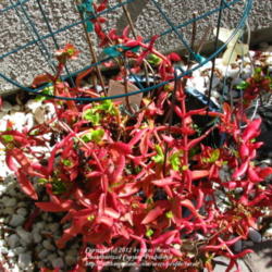 Location: At our garden - Central Valley area, CA
Date: 2012-04-02
Overgrown in a pot - major need for repot for this one!