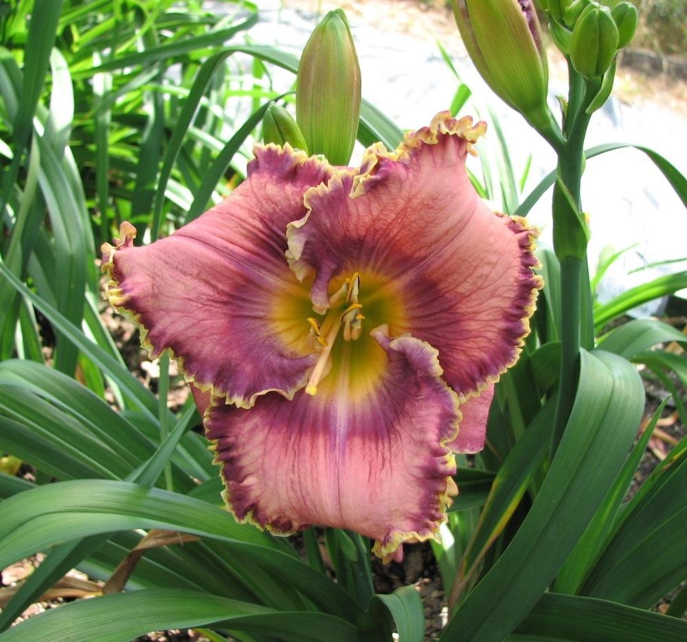 Photo of Daylily (Hemerocallis 'Mother Ocean') uploaded by tink3472