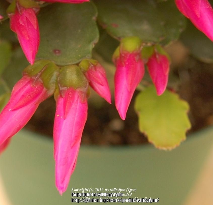 Photo of Easter Cactus (Hatiora gaertneri) uploaded by valleylynn