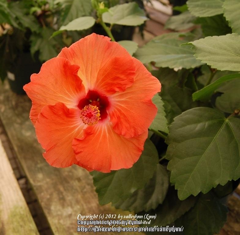 Photo of Tropical Hibiscus (Hibiscus rosa-sinensis 'Mandarin Wind') uploaded by valleylynn