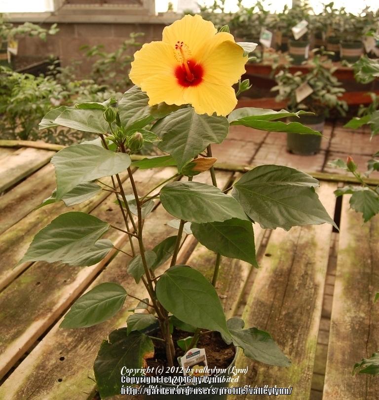 Photo of Tropical Hibiscus (Hibiscus rosa-sinensis 'Sunny Wind') uploaded by valleylynn
