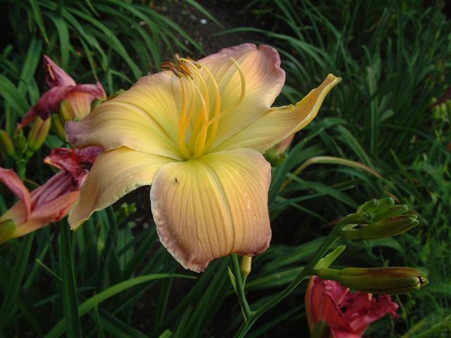 Photo of Daylily (Hemerocallis 'Substantial Evidence') uploaded by vic