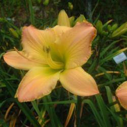 
Date: 2010-07-09
Photo Courtesy of Nova Scotia Daylilies Used with Permission