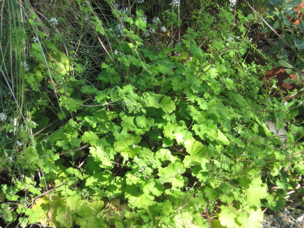 Photo of Pelargoniums (Pelargonium) uploaded by wcgypsy