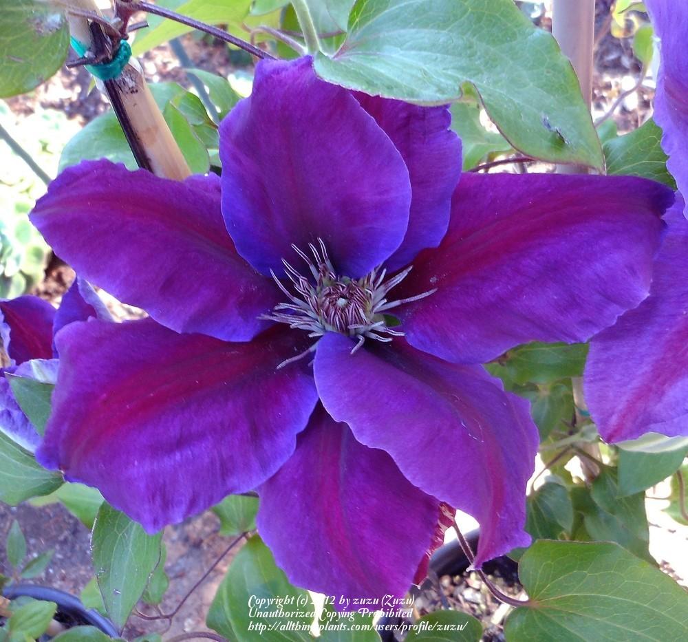 Photo of Clematis Anna-Louise™ uploaded by zuzu