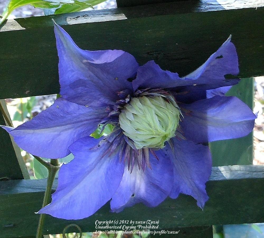 Photo of Clematis 'Multi Blue' uploaded by zuzu