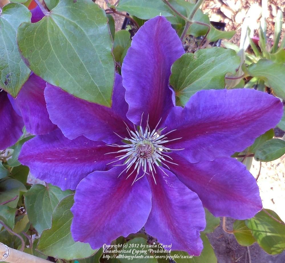 Photo of Clematis Anna-Louise™ uploaded by zuzu