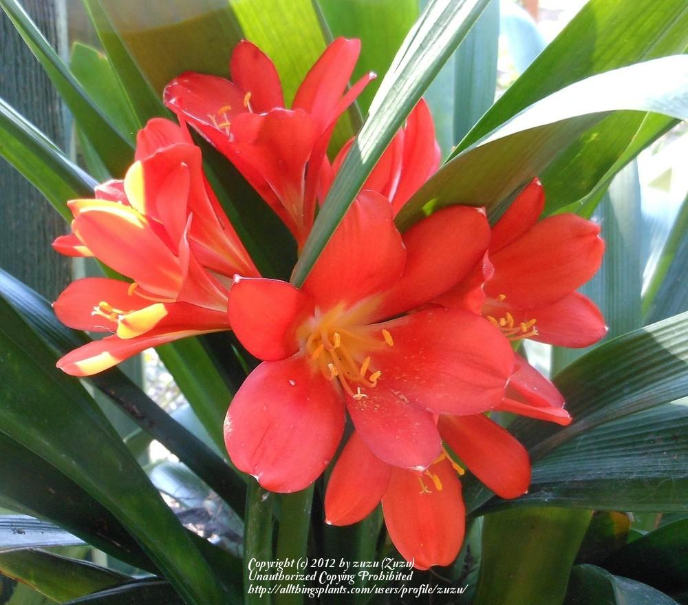 Photo of Clivia Lily (Clivia miniata 'Belgian Hybrid') uploaded by zuzu