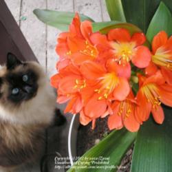 Location: In my Northern California garden
Date: 2007-03-07
Chantilly mesmerized by Clivia bloom