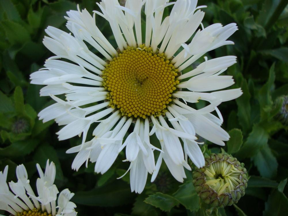 Photo of Shasta Daisy (Leucanthemum x superbum Ooh La™ LaCrosse) uploaded by Paul2032