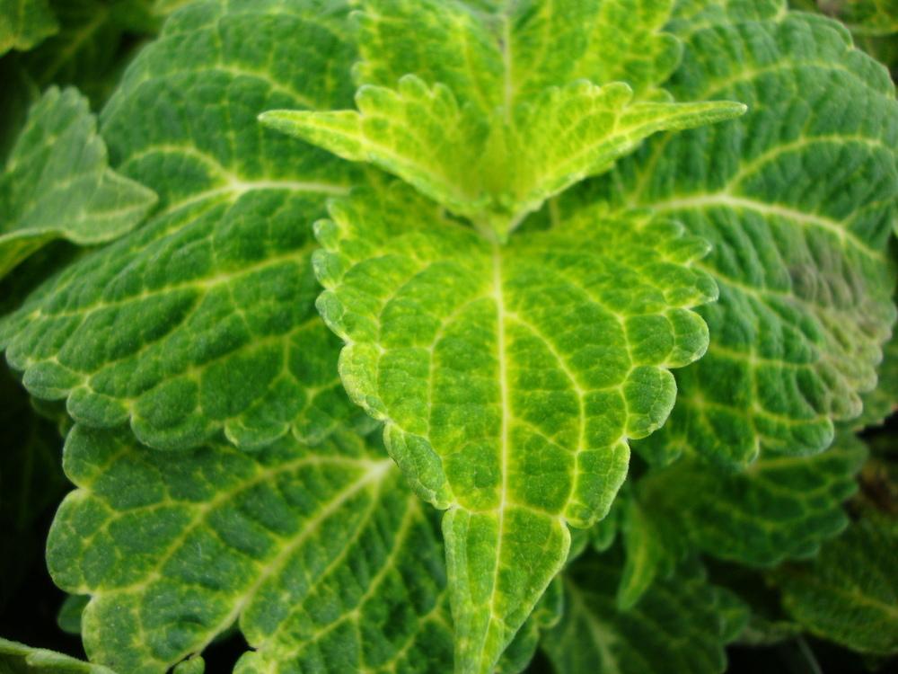 Photo of Coleus (Coleus scutellarioides Electric Lime®) uploaded by Paul2032