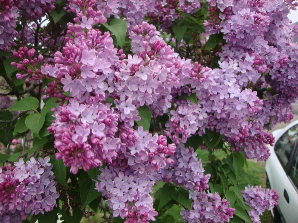 Photo of Common Lilac (Syringa vulgaris) uploaded by Paul2032