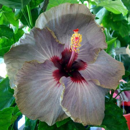 Photo of Tropical Hibiscus (Hibiscus rosa-sinensis 'Moon Shadow') uploaded by SongofJoy