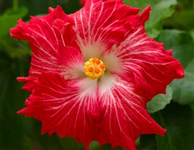 Photo of Tropical Hibiscus (Hibiscus rosa-sinensis 'Love Story') uploaded by SongofJoy