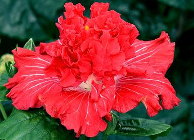 Photo of Tropical Hibiscus (Hibiscus rosa-sinensis 'Love Story') uploaded by SongofJoy
