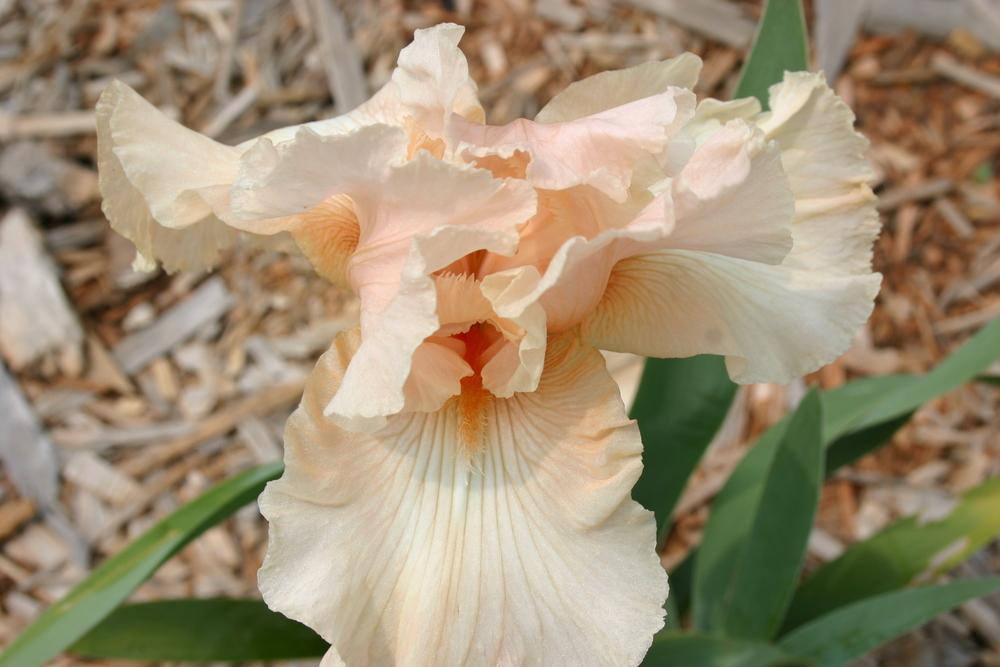 Photo of Tall Bearded Iris (Iris 'Just for Sophie') uploaded by Trish