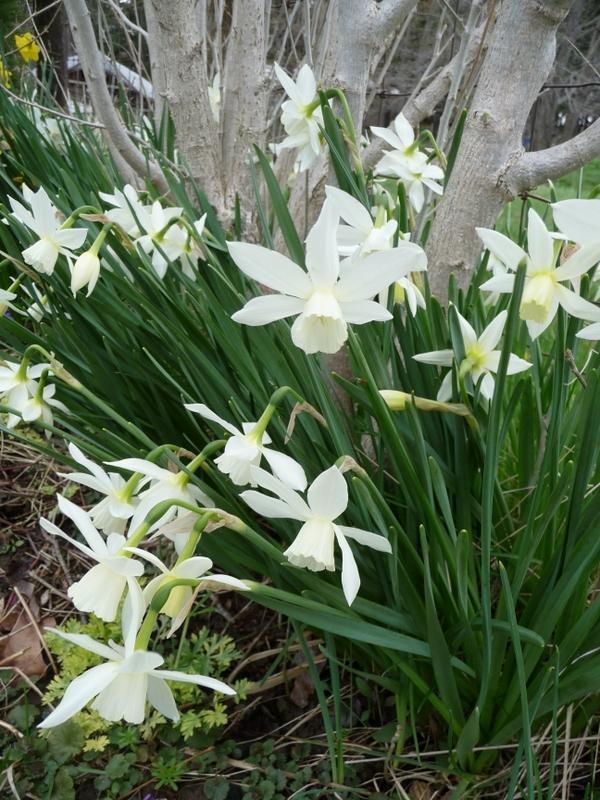 Photo of Triandrus Daffodil (Narcissus 'Thalia') uploaded by gardengus