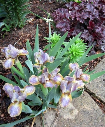 Photo of Miniature Dwarf Bearded Iris (Iris 'Aurora Sea') uploaded by ge1836