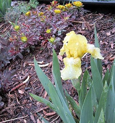 Photo of Standard Dwarf Bearded Iris (Iris 'Baby Blessed') uploaded by ge1836