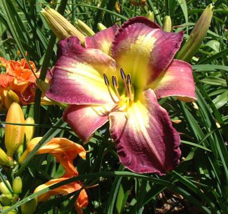 Photo of Daylily (Hemerocallis 'Time to Fly') uploaded by vic