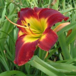 
Date: 2004-07-02
Photo Courtesy of Nova Scotia Daylilies Used with Permission