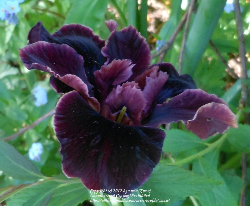 Photo of Pacific Coast Iris (Iris 'Dorothea's Ruby') uploaded by zuzu
