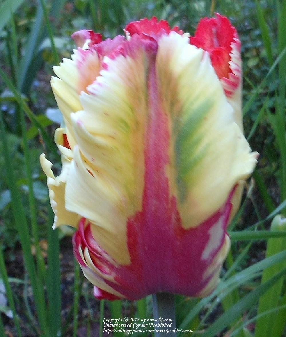Photo of Parrot Tulip (Tulipa 'Flaming Parrot') uploaded by zuzu