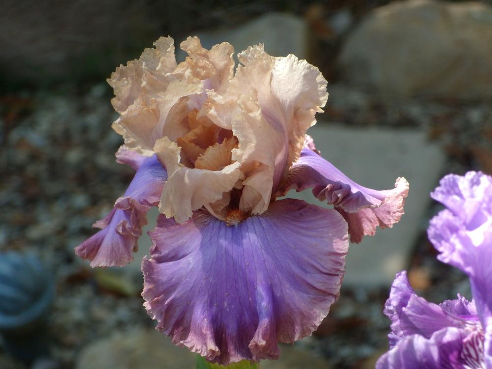 Photo of Tall Bearded Iris (Iris 'Luxuriant Lothario') uploaded by Betja