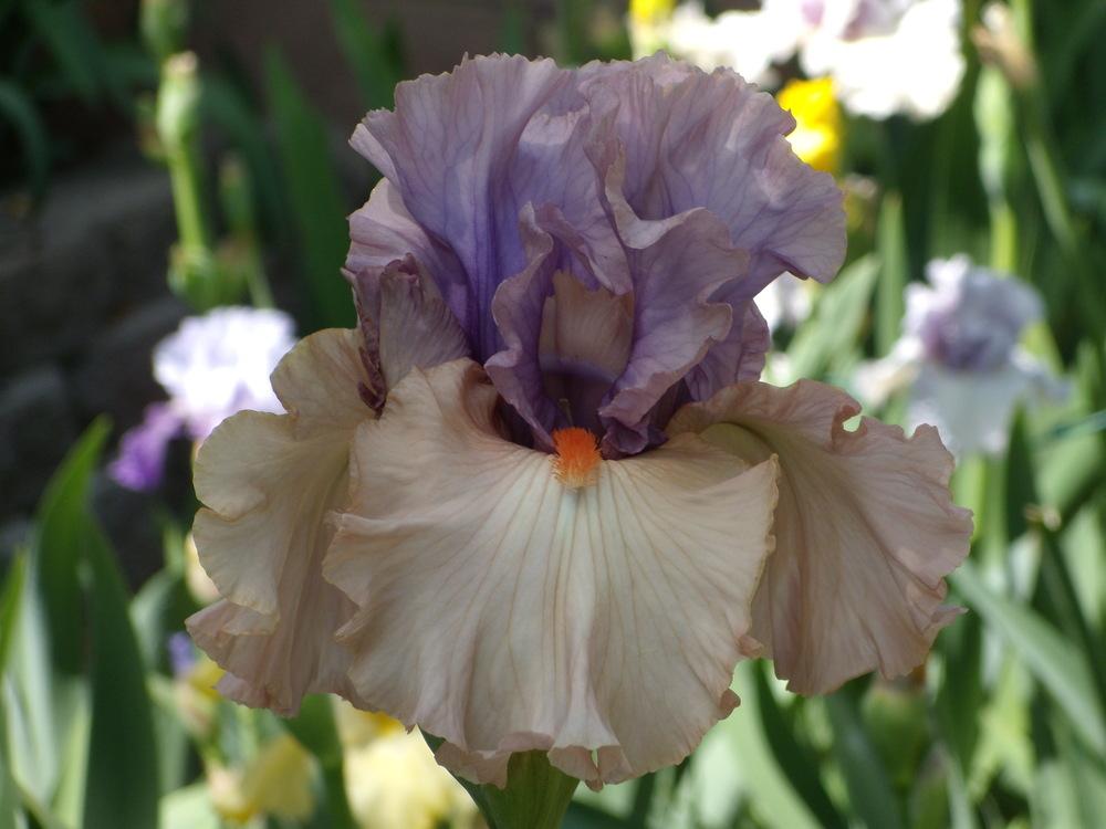 Photo of Tall Bearded Iris (Iris 'La Scala') uploaded by Betja