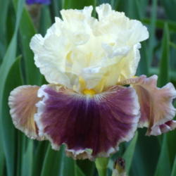 Location: My garden in Bakersfield, CA
Date: April 21, 2012