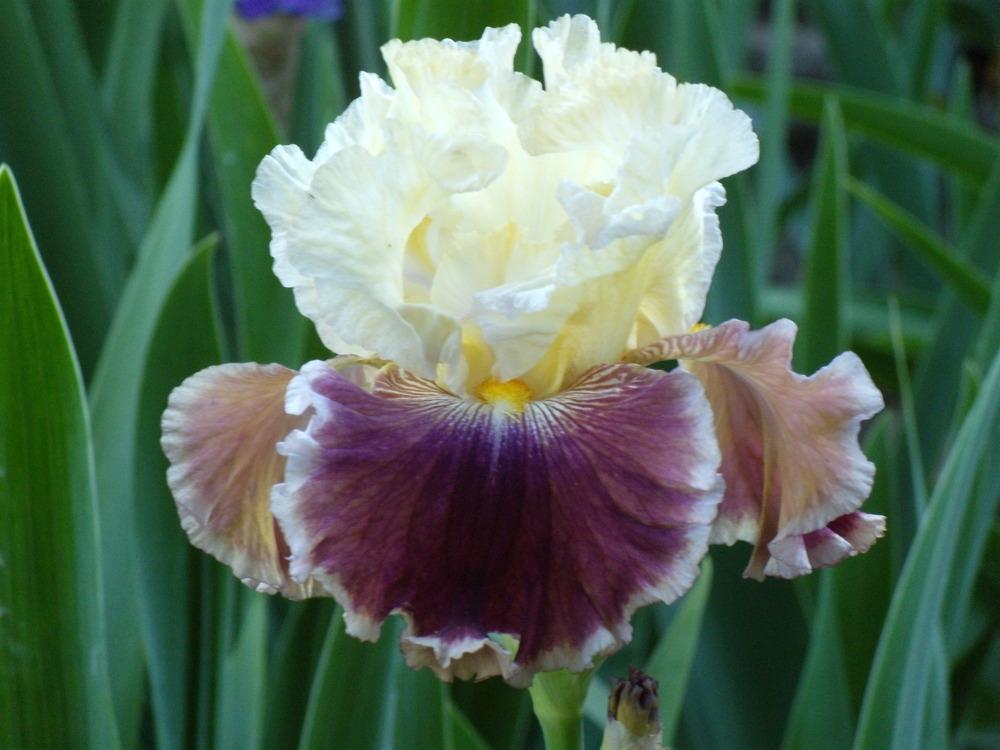 Photo of Tall Bearded Iris (Iris 'Battle of the Bands') uploaded by Betja