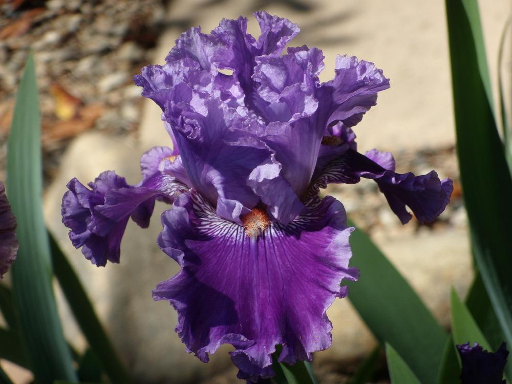 Photo of Tall Bearded Iris (Iris 'Glad All Over') uploaded by Betja