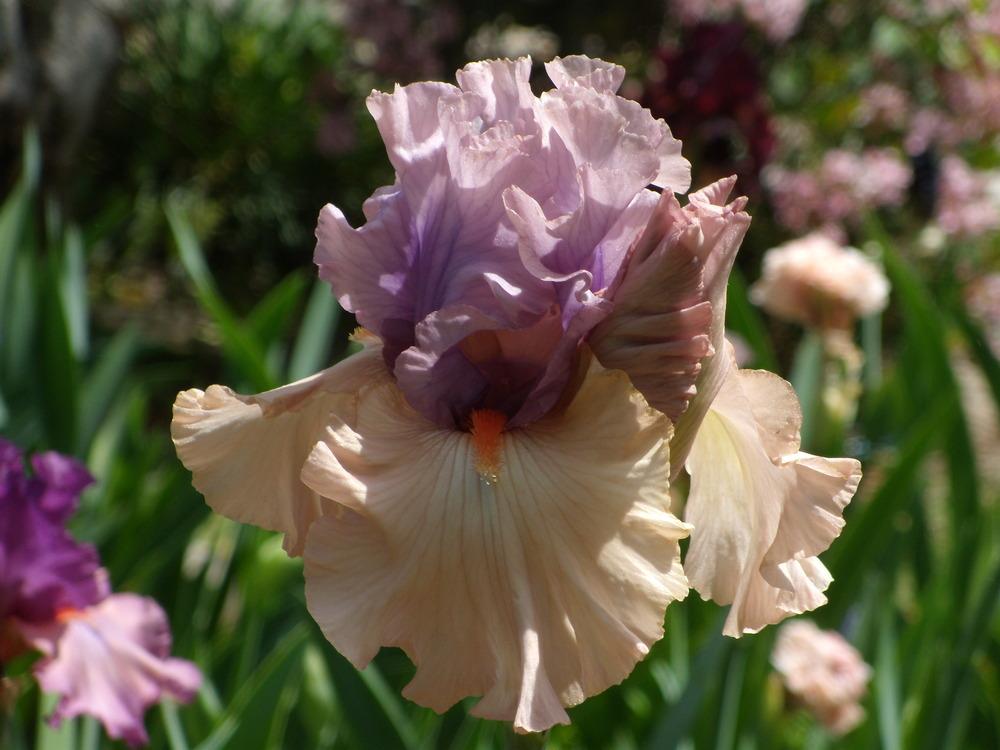 Photo of Tall Bearded Iris (Iris 'La Scala') uploaded by Betja