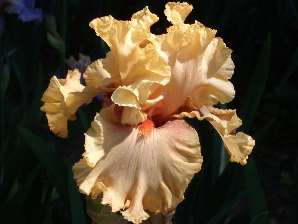 Photo of Tall Bearded Iris (Iris 'Pretty Swish') uploaded by Betja
