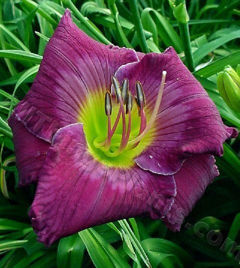Photo of Daylily (Hemerocallis 'The King is Coming') uploaded by DaylilySquire