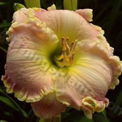 Location: Thoroughbred Daylilies - Greenhouse
Date: 2006
Photo © Squire Gardens