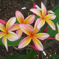 Location: Southwest Florida
Date: April 2012
This beautiful star-shaped bloom was grown and is registered with