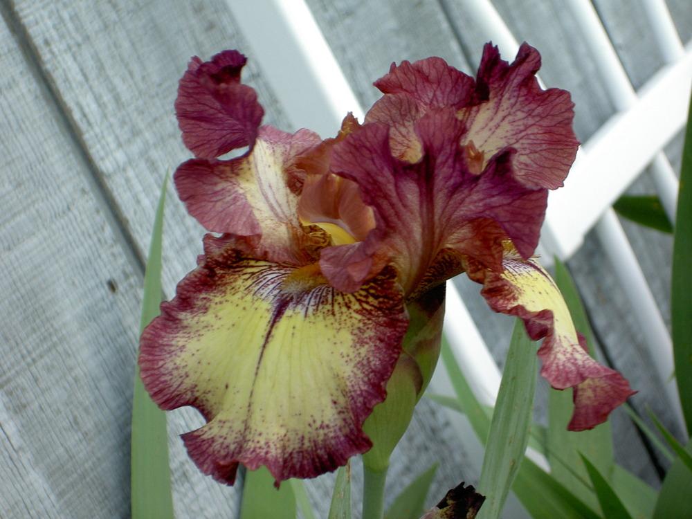 Photo of Tall Bearded Iris (Iris 'Innocent Star') uploaded by Muddymitts