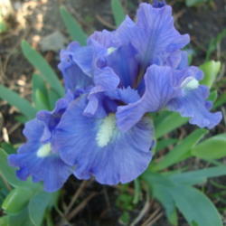 Location: Pleasant Grove, Utah
Date: 2012-04-22
In my garden
