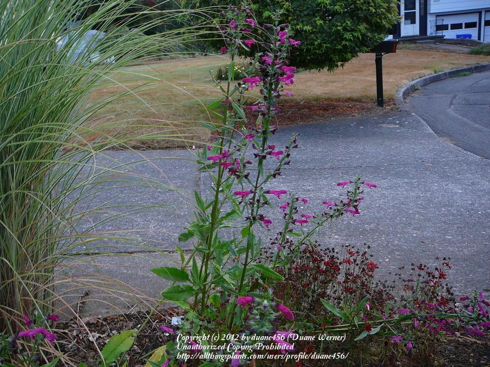 Photo of Big Red Sage (Salvia penstemonoides) uploaded by duane456